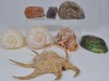 Art x 8 - Collection of Shells, Fossils, including ammonite & paua.