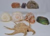 Art x 8 - Collection of Shells, Fossils, including ammonite & paua. - 2