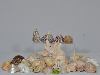 Art - Large collection of assorted shells