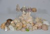 Art - Large collection of assorted shells - 2