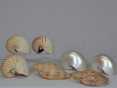 Art x 7 - Collection of Shells x7 including nautilus.