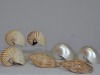 Art x 7 - Collection of Shells x7 including nautilus.