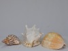 Art x 3 - Collection of Shells - 3 x Conch, Giant queen helmet, Bailer shell.