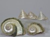 Art x 5- Collection of Shells - 3 x Cones, 2 x Jade Turbo