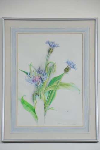 Art - Torn Davidson, Centaurea, Water colour, 35 x 43cm.