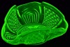 Uranium Glass - Australian Glass