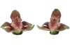 Australian Pottery - Derbyshire Salt and Pepper