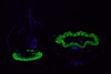Uranium Glass - Victorian jam dishes - 2