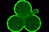 Uranium Glass - Australian Glass - 2
