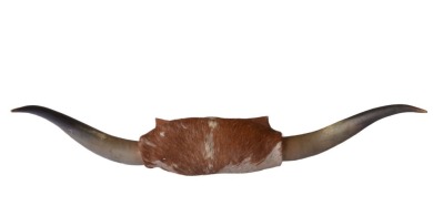 Taxidermy - Mounted bull horns