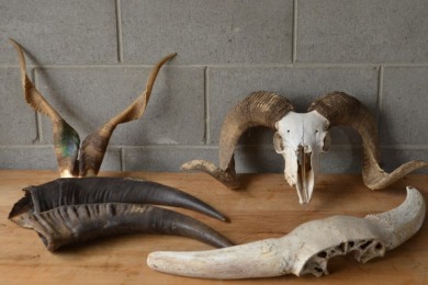 Taxidermy - Group lot x 4