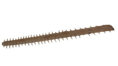 Taxidermy -Sawfish snout