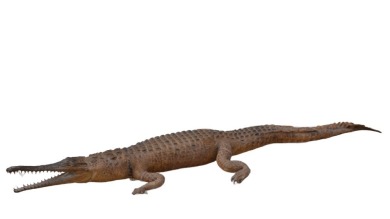 Taxidermy - Freshwater crocodile