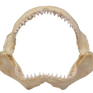 Taxidermy - Shark jaw