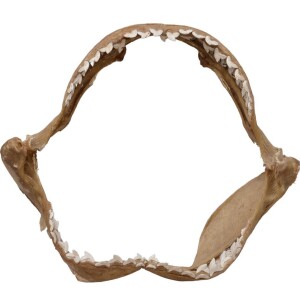 Taxidermy - Shark jaw