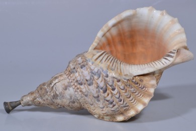 Nautical - Conch Shell