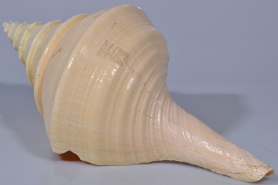 Nautical - Trumpet Shell