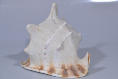 Nautical - Helmet Shell