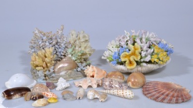 Group Lot - Coral and Shells