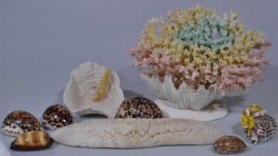 Group Lot - Coral and Shells