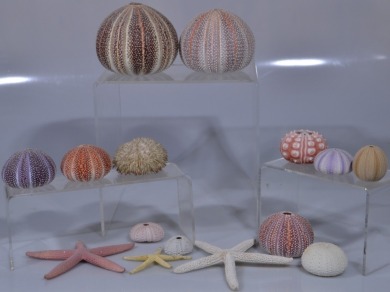 Group Lot - Sea Urchins and Starfish