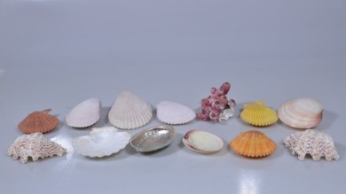 Group Lot - 7x Closed shells