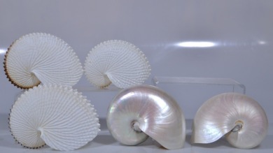 Group Lot - Nautilus and Knobbed Argonaut Shells