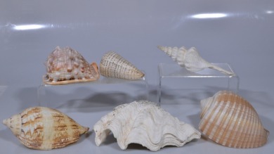 Group Lot - 6x Shells