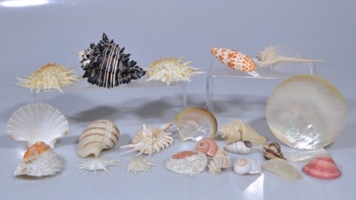 Group Lot - spikey shells and more