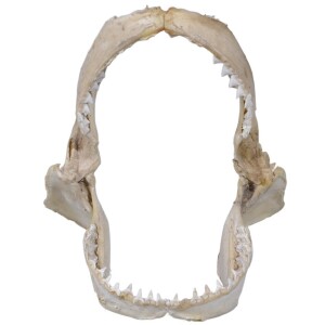 Taxidermy - Shark jaw