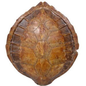 Taxidermy - Turtle Shell