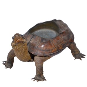 Taxidermy - Turtle
