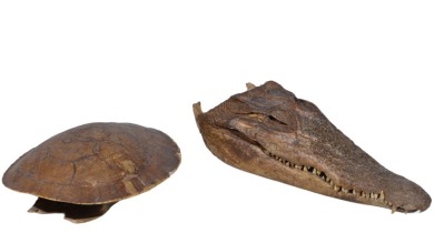Taxidermy - Turtle shell and crocodile head