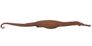 Taxidermy - Sea Horse