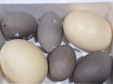 Taxidermy - Eggs