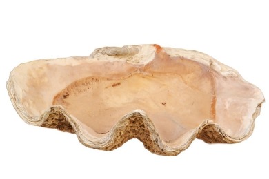 Nautical - Large Clam Shell