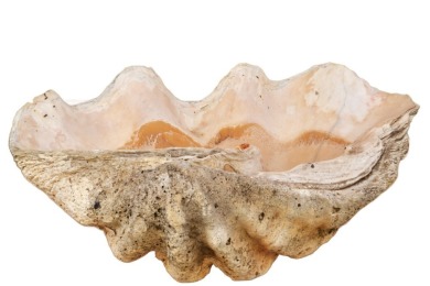 Nautical - Large Clam Shell