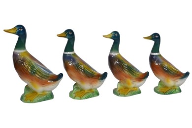 AACP - ducks