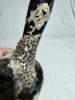 Blackglass - Ladies Leg - Sea growth - 7