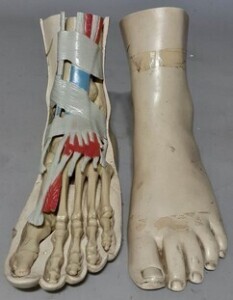 Anatomical Item - Surgical Study Foot A/F