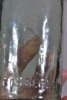 Cordial - O.T. Property of Kia Kora - 2